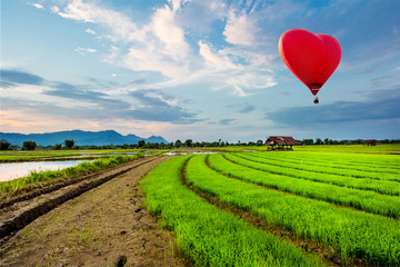 Hot-air balloons flying over Fresh rice field on beautiful sunset at Chiangrai, Thailand.