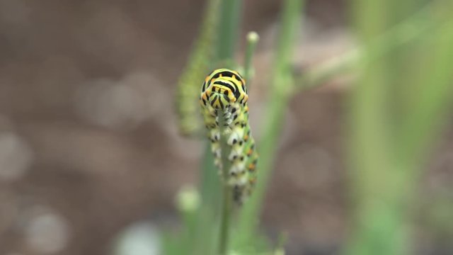 Black Swallowtail caterpillar eating stem of fennel plant with other caterpillar in background
