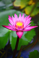 Obraz premium Lotus Flower