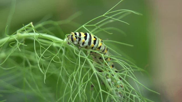 Black Swallowtail caterpillar walking through fennel plant