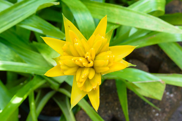 Yellow Bromeliad