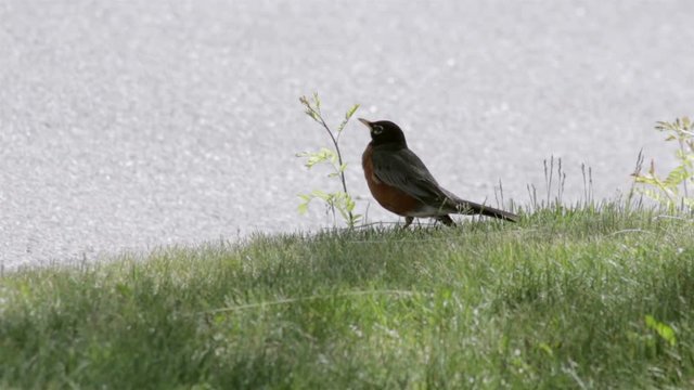 Robin standing on a green lawn beside a sprouting plant