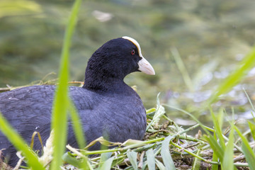 Eurasian coots hatching eggs in the its nest