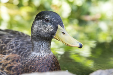 Portrait of a female mallard