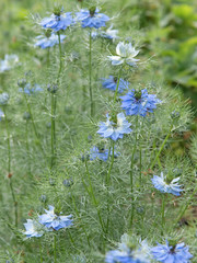 Jungfer im Grünen, Nigella sativa, Schwarzkümmel
