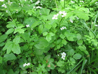 Blühende Brunnenkresse, Nasturtium officinale