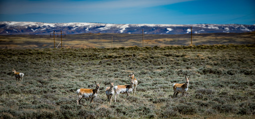 Prong Horn Antelope Wyoming USA