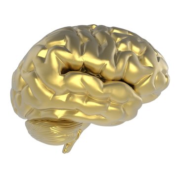 Human brain. 3D illustration. 3D CG.