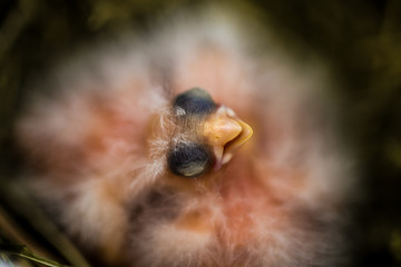 closeup of a Canary hatched Chicks in the nest