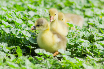 Several goslings of domestic geese on a grass background