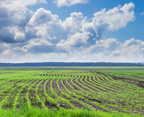 Corn field with young stalks against the sky with clouds