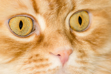 Eyes and nose of red cat closeup