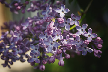Fototapeta na wymiar Green branch with purple spring lilac flowers