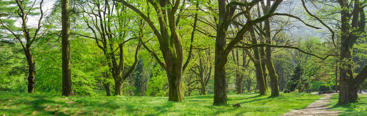 Panorama of the old park in the spring morning