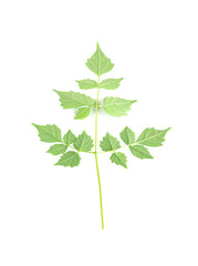 Fototapeta premium Isolated Green Leaf