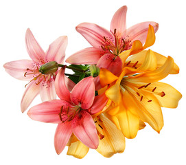 Pink and orange lilies