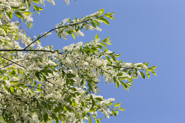 bird cherry against the sky
