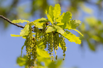 green oak leaves