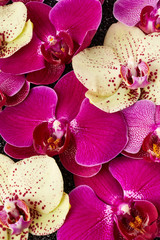Panele Szklane Podświetlane  Kwiaty orchidei