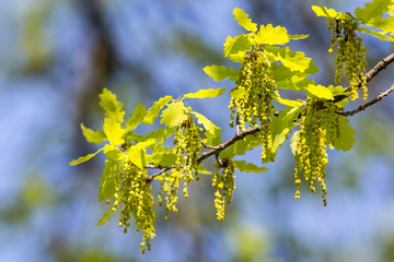 oak branch in spring