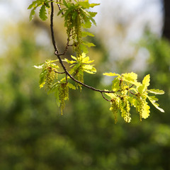 oak branch with green foliage