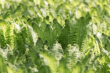 green spring abstraction