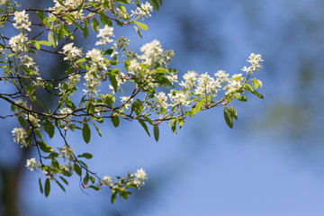 branches of blossoming bird cherry