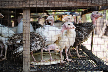 Babies turkey in cage