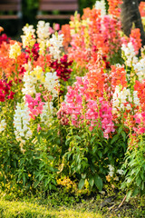 crimson antirrhinum (snapdragon) flowers