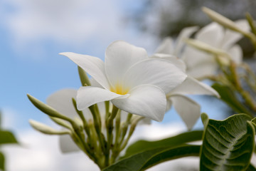 Plumeria Pudica