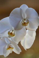 Delicate white orchid