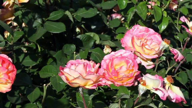 Pink Yellow Roses And Green Leaves Moving In Gentle Breeze
