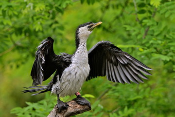Cormorant, oiseau