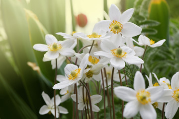 White anemones flowers