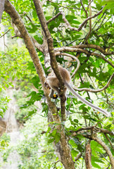 cute monkey lives in a natural forest of Thailand.