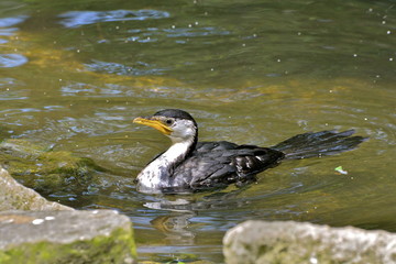 Cormorant, oiseau