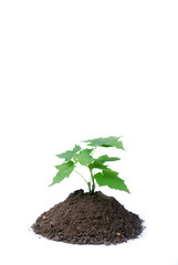 green sprout and ground