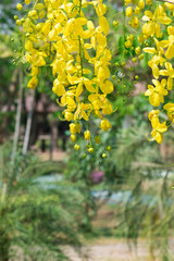 Golden shower, Cassia fistula