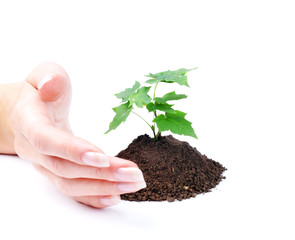 hand of woman and green sprout