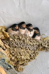 Petites hirondelles dans le nid © Pascale Gueret