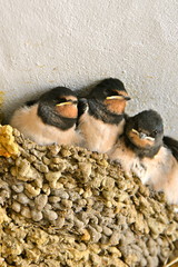 Petites hirondelles dans le nid © Pascale Gueret