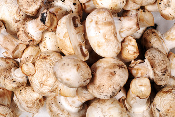 raw champignons