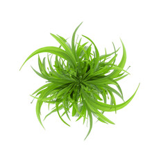 Isolated green grass