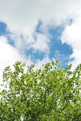 Sky and leafs