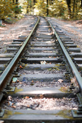 Rails in forest