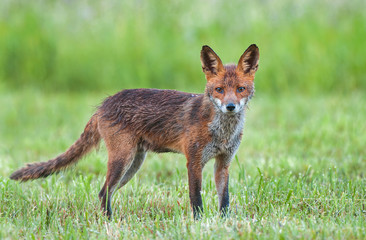 Red fox in a field