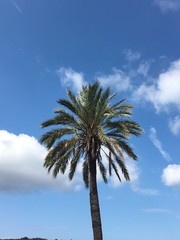 palma e cielo