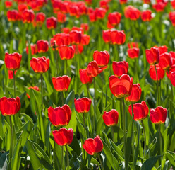 red tulips and green leaf
