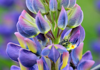 Fototapeta na wymiar weevil is eating petal of blue flower lupine