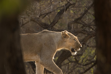 Asiatic Lioness